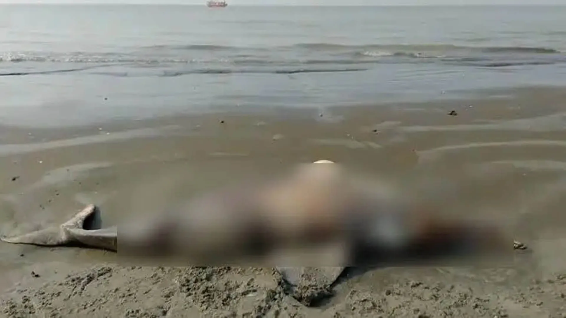 কুয়াকাটা সৈকতে ভেসে এলো দাঁতাল প্রজাতির ইরাবতী ডলফিন